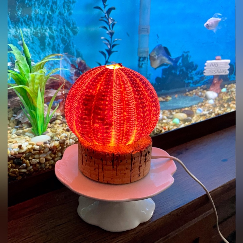 Unique Seashell Light Table Mantle Shelf Lamp Beachy Nightlight Ocean Shell - Picture 5 of 13